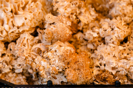 Fresh sparassis mushroom photographed closeup with curly texture, symbolizing forest harvest, organic food, seasonal cooking ingredient and natural healthy diet visuals.の写真素材