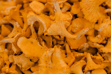 Fresh yellow chanterelle mushrooms photographed closeup in bulk, symbolizing organic forest harvest, seasonal cooking ingredients and healthy natural diet visuals.の写真素材