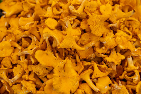 Fresh yellow chanterelle mushrooms stacked in a pile at a market stall, symbolizing forest harvest, organic food, seasonal cooking ingredients and healthy natural diet visuals.の写真素材