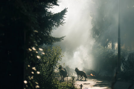 Pack of wild wolves navigating through smoke filled forest with burning debris and dramatic sunbeams. Atmospheric scene suggesting danger or aftermath of disaster for conceptual use.の素材