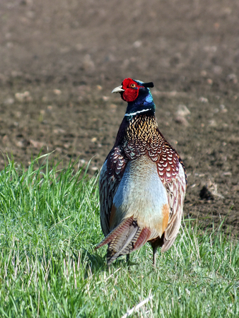 Male Pheasant by a field