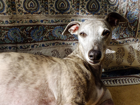 Blue Brindle Whippetの写真素材