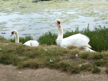 Swans protecting their cygnets at the side of a footpathの写真素材
