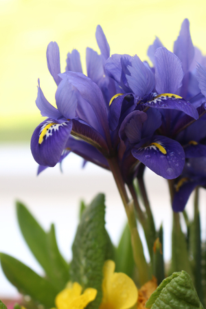 Purple Iris Flowers in Springの写真素材
