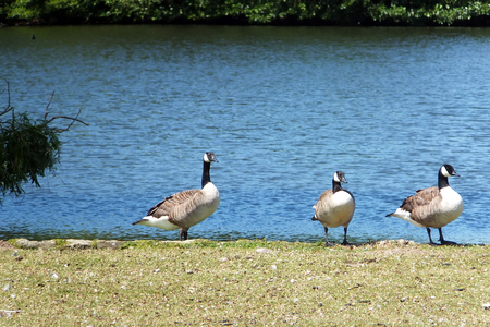Three Canada Geese by the side of a lakeの写真素材