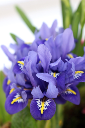 Iris Reticulata or Netted Iris