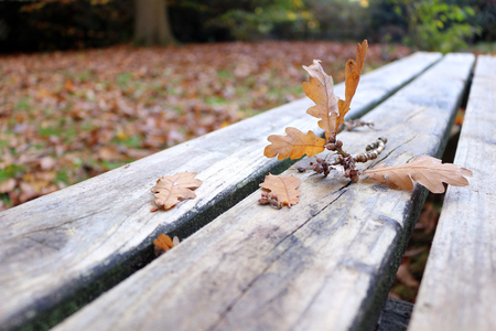 An oak twig fallen onto a picnic table in autumnの写真素材