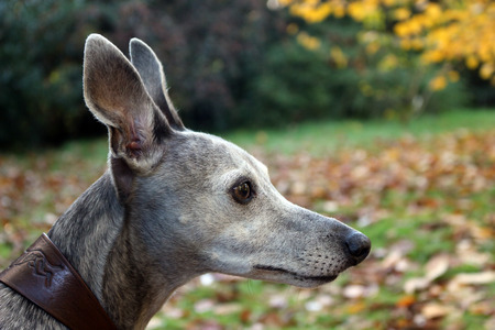 Profile of a blue brindle whippetの写真素材