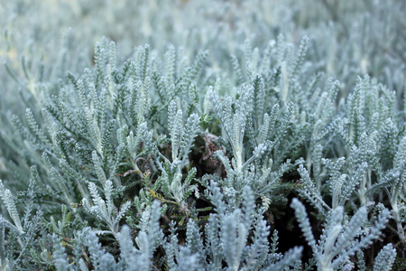 Santolina Foliageの写真素材