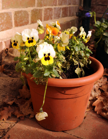 Pansies in a flower pot outsideの写真素材