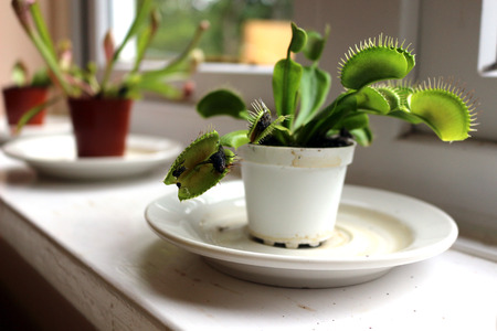 Venus flytrap plant
