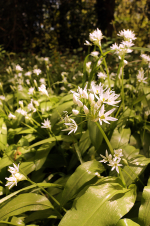 Allium ursinum or Ramsonsの写真素材