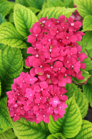 Pink Hydrangea Close-up