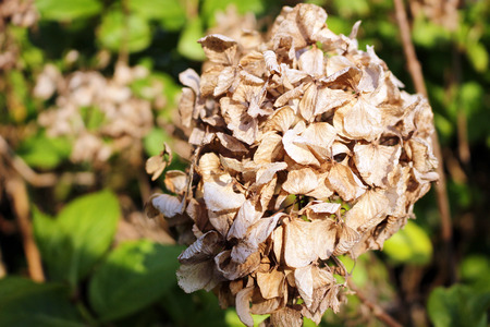 Dried up hydrangea flowersの写真素材