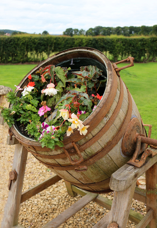 A whisky barrel planted with flowers in a gardenの写真素材