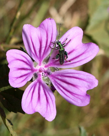 Common Mallow, Malva sylvestris and a Thick Legged Flower Beetleの写真素材