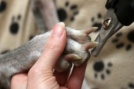 Cutting Dogs Claws. Clipping a dogs long nailsの販売画像