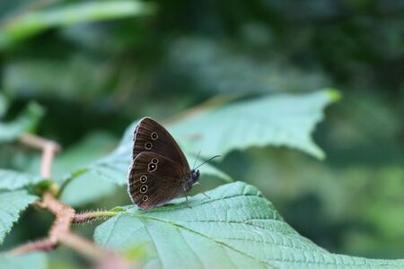 A Ringlet Butterfly on a Leaf