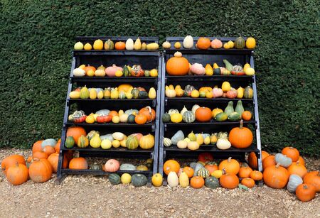 An autumnal display of colourful gourds and pumpkinsの写真素材