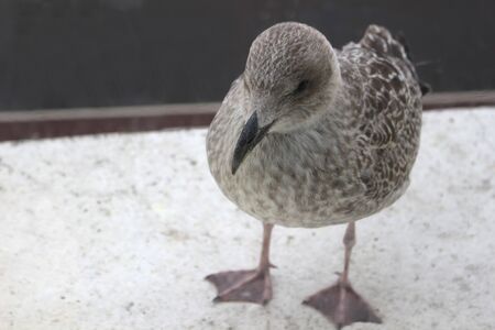 Juvenille Seagull. A young herring gull standing outside a window waiting for foodの写真素材