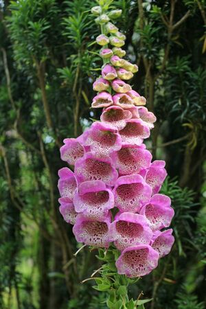 Digitalis purpurea, lady's glove or common foxglove