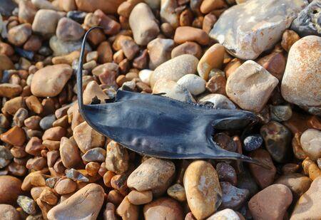 Mermaids Purse. An egg case of a cuckoo ray,  Leucoraja naevusの写真素材