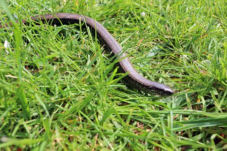 A common slowworm, anguis fragilis, snaking through the grassの写真素材