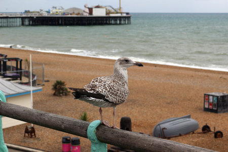Brighton, East Sussex, England. 9th September 2019. A young herring gull near the Palace Pier, Brightonのeditorial素材