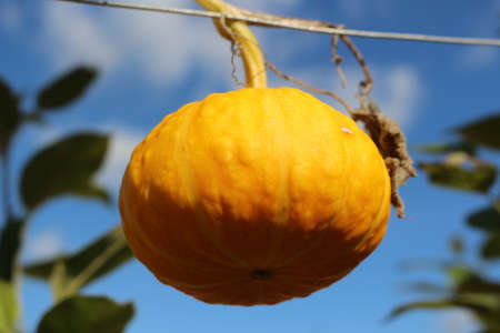 Small orange pumpkin growing on a vine outsideの写真素材