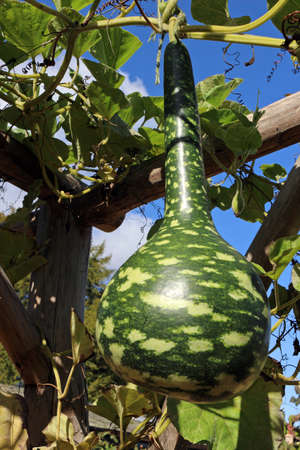 Speckled Swan or Korba Gourd hanging on the Vineの写真素材