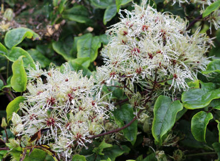 clematis seeds after the rain