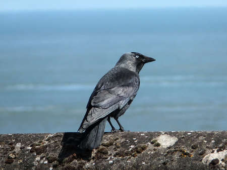 Jackdaw on a wall at the beachの写真素材