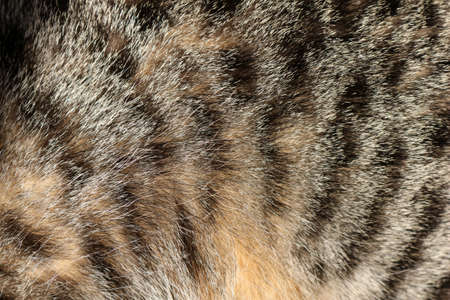 Tabby cat fur close up