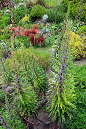 tropical plants in the garden