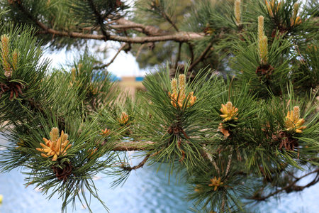 Male pinecones or Pollen cones of the Austrian pine tree