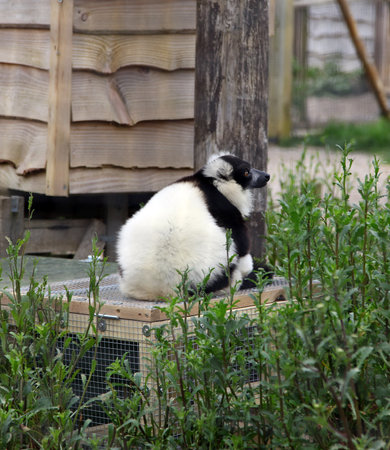 A Black and White Ruffed Lemur at the Zooのeditorial素材