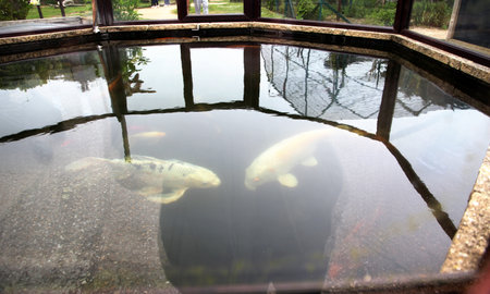 Large Koi fish in a pondのeditorial素材