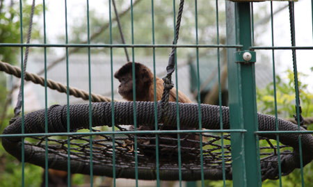 Sandown, Isle of Wight, UK - May 13 2024: Capuchin Monkey, with a bird he just caught , at The Wildheart Animal Sanctuary.のeditorial素材