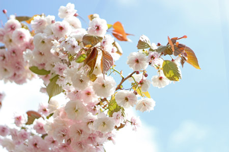 Beautiful cherry blossoms in full bloom with soft pink and white petals, set against a vibrant blue...