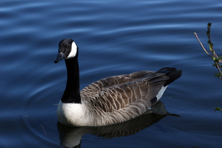 Canada Goose (Branta canadensis) swimming on a lakeの写真素材