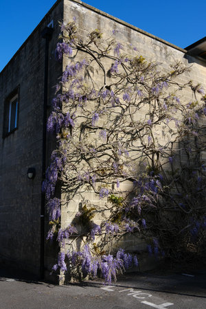 Wisteria growing on the side of a buildingの写真素材