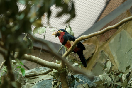 A bearded barbet (Pogonornis dubius).