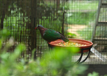 Common emerald dove (Chalcophaps indica).の写真素材