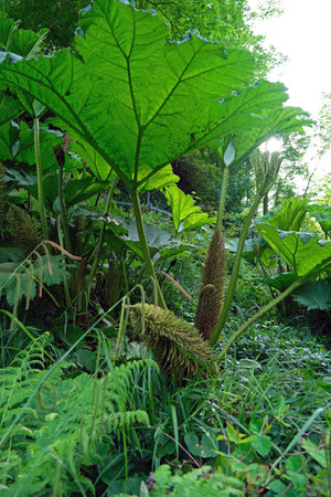 Large Gunnera manicata plants known as Brazilian giant rhubarb, growing by the water in a lush green forest setting.の写真素材