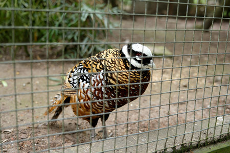 A male Reeves's pheasant (Syrmaticus reevesii) outside in captivity at a bird park.の写真素材