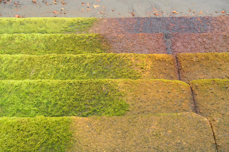 Moss covered steps leading down to the wet sandy beachの写真素材