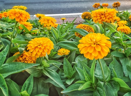 Yellow Marigold Flowersの素材