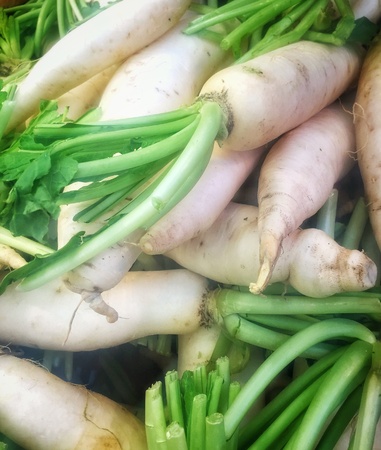 Fresh turnipsの素材