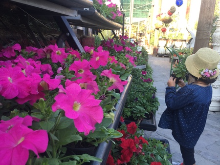Little girl admiring colorful flowers in the garden nurseryの素材