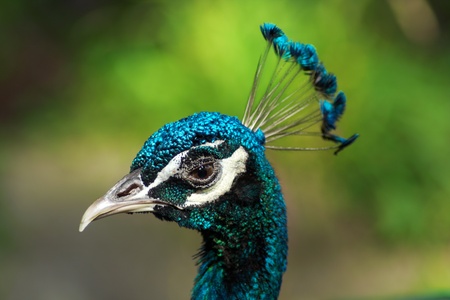 Peacock's head, looking into the camera on a green background. Outdoors.の写真素材